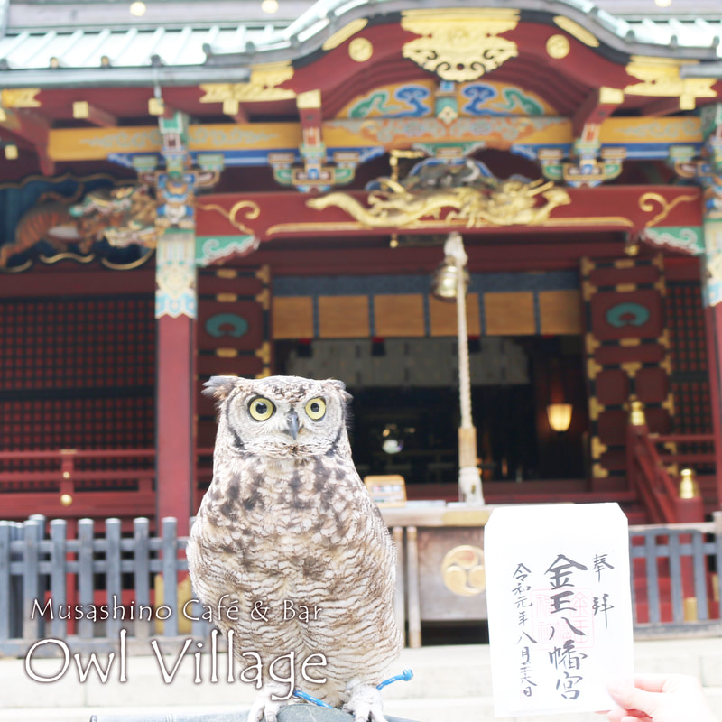 Spotted Eagle Owl at  sibuya konnou shrine in harajuku owlcafe