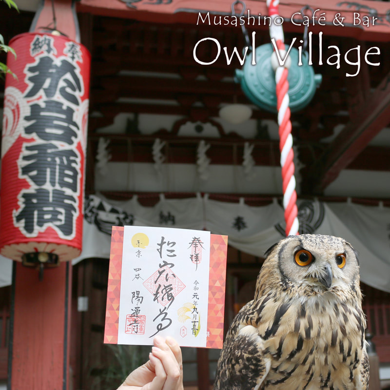 Bengal Eagle Owll at  sinjuku yotuya youmeiji temple in harajuku owlcafe