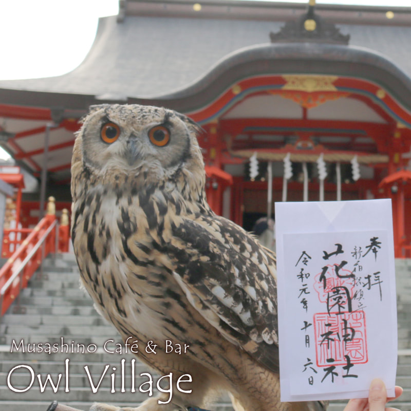 Bengal Eagle Owll at  sinjuku hanazono shirne in harajuku owlcafe