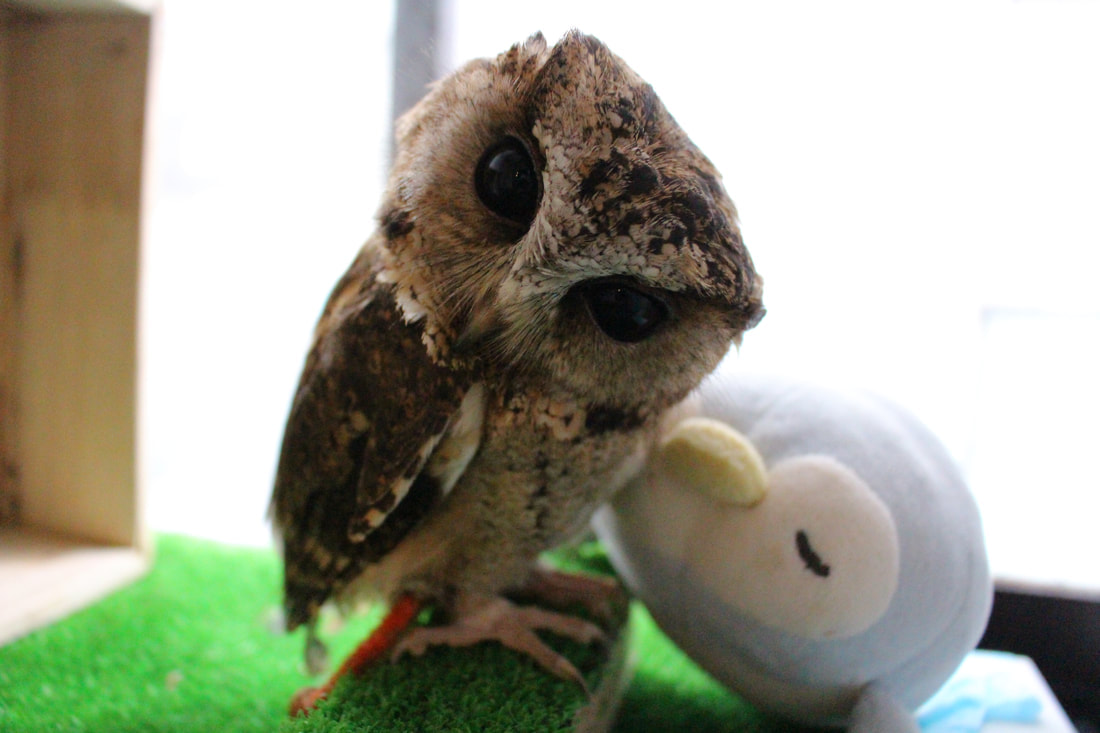 owlvillage Harajuku owlcafe　Indian Scops Owl