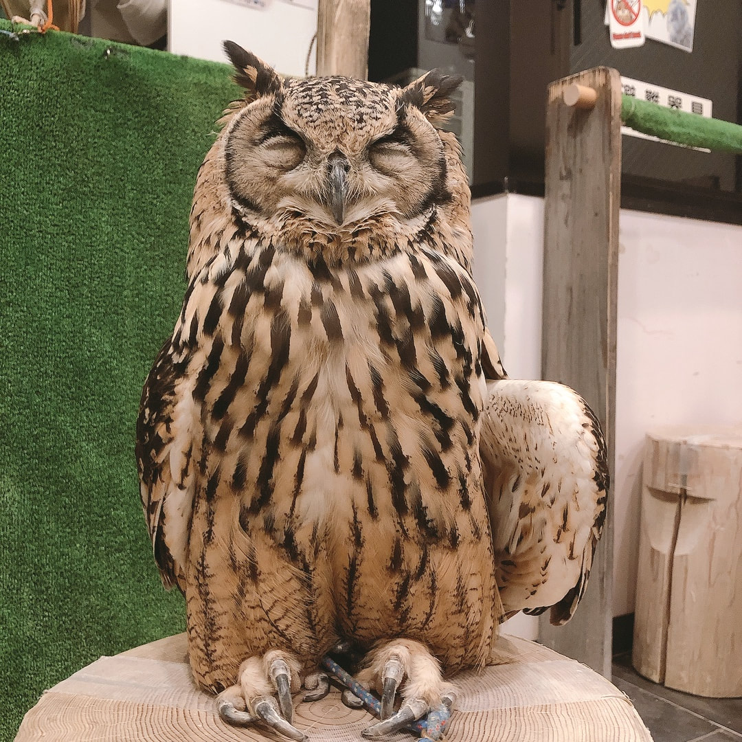 rockeagleowl　owlcafe　owlvillage tokyo shibuya 