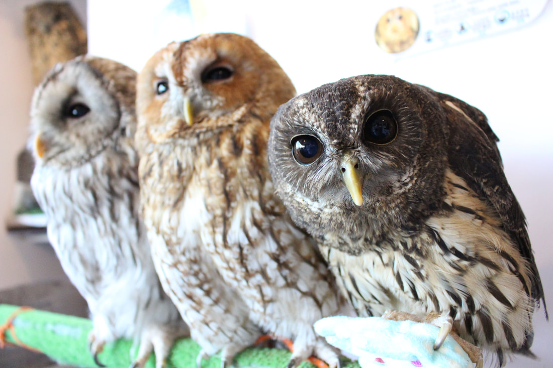 Little Owl - Owl - Owl Cafe - Harajuku - Tokyo - Shibuya ₋Usage Fees₋ Owl Village₋ Tawny Owl - Ural Owl - Hybrid - Motteld Owl 