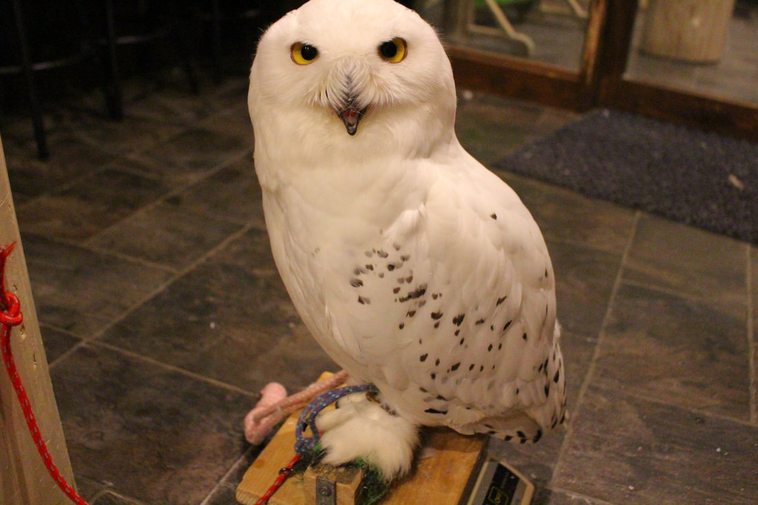  Snowy owl　owlvillage Harajuku owlcafe