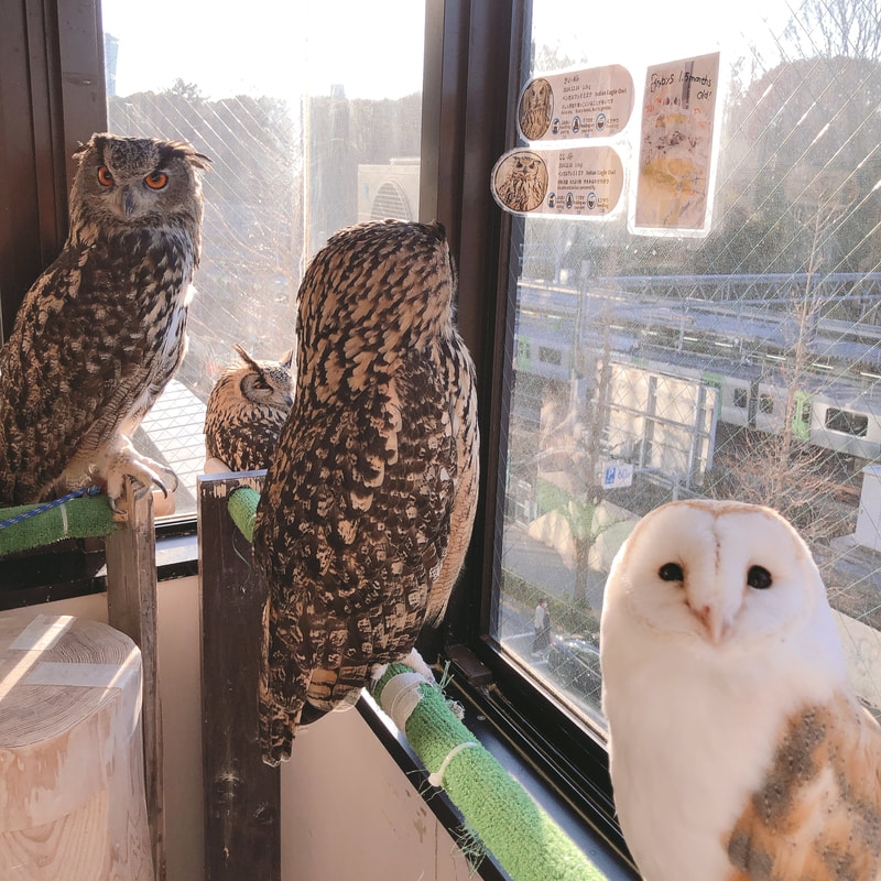 Eurasian Eagle Owl - Rock Eagle Owl - Barn Owl - cute - Owl Cafe - Harajuku - Shibuya - Tokyo - midsummer day - summer