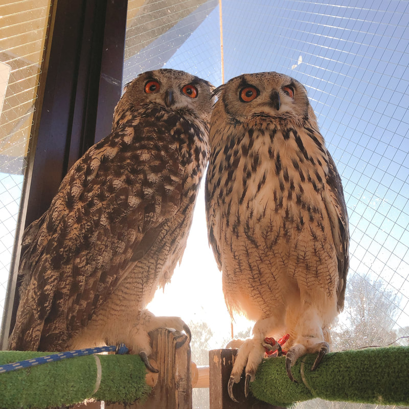 Little Owl - Owl - Owl Cafe - Harajuku - Tokyo - Shibuya ₋Usage Fees₋ Owl Village₋ Tawny Owl - Ural Owl - Hybrid - Motteld Owl - Eurasian Eagle Owl -Rock Eagle Owl