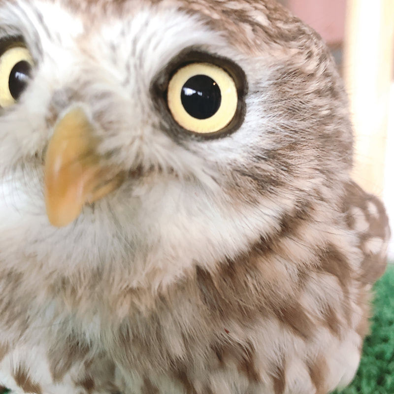 Littleowl　Owlvillage　Harajyuku　Owlcafe　owl