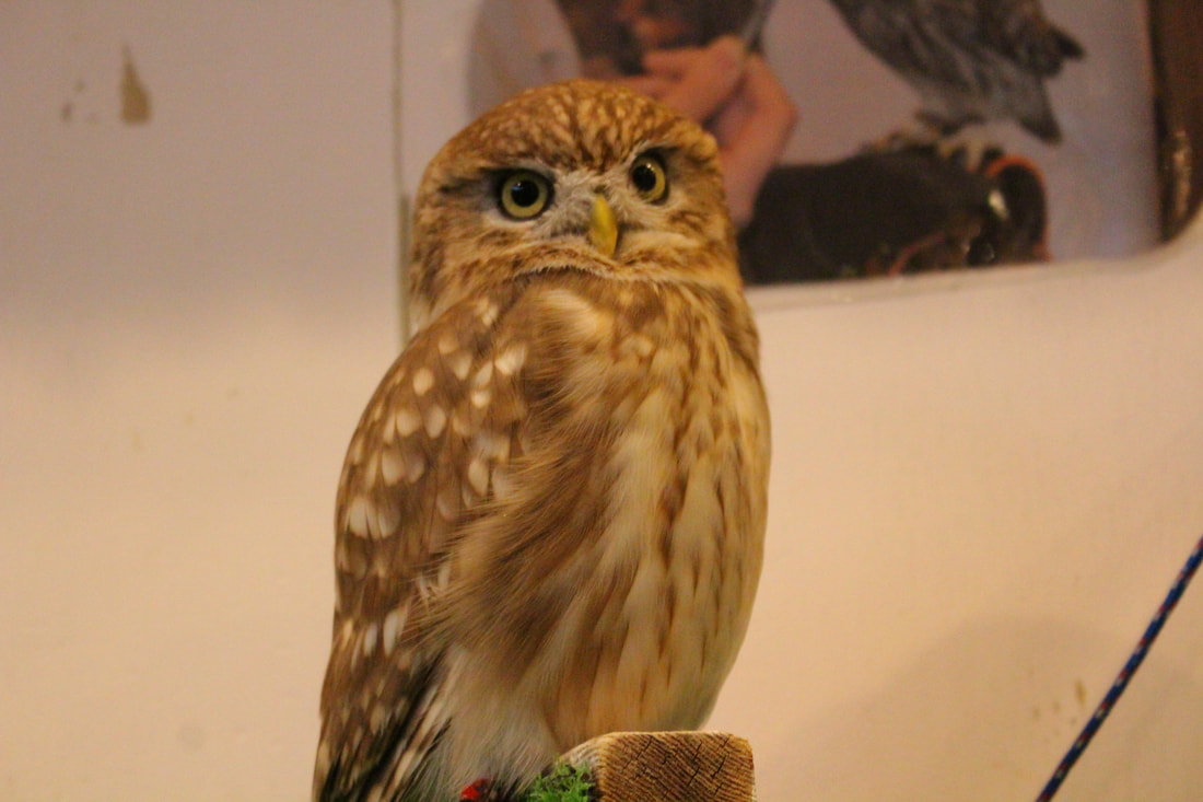 Littleowl　kawaii harajuku owlcafe owlvillage tokyo owl birthday