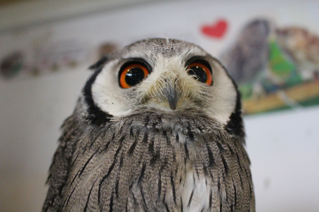 White-faced Scops Owl　owlcafe　owlvillage　harajyuku　tokyo shibuya japan