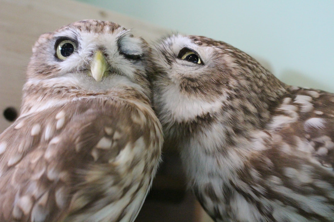 Little Owl - Owl - Owl Cafe - Harajuku - Tokyo - Shibuya ₋Usage Fees₋ Owl Village₋ Mori Owl - Ural Owl - Hybrid 