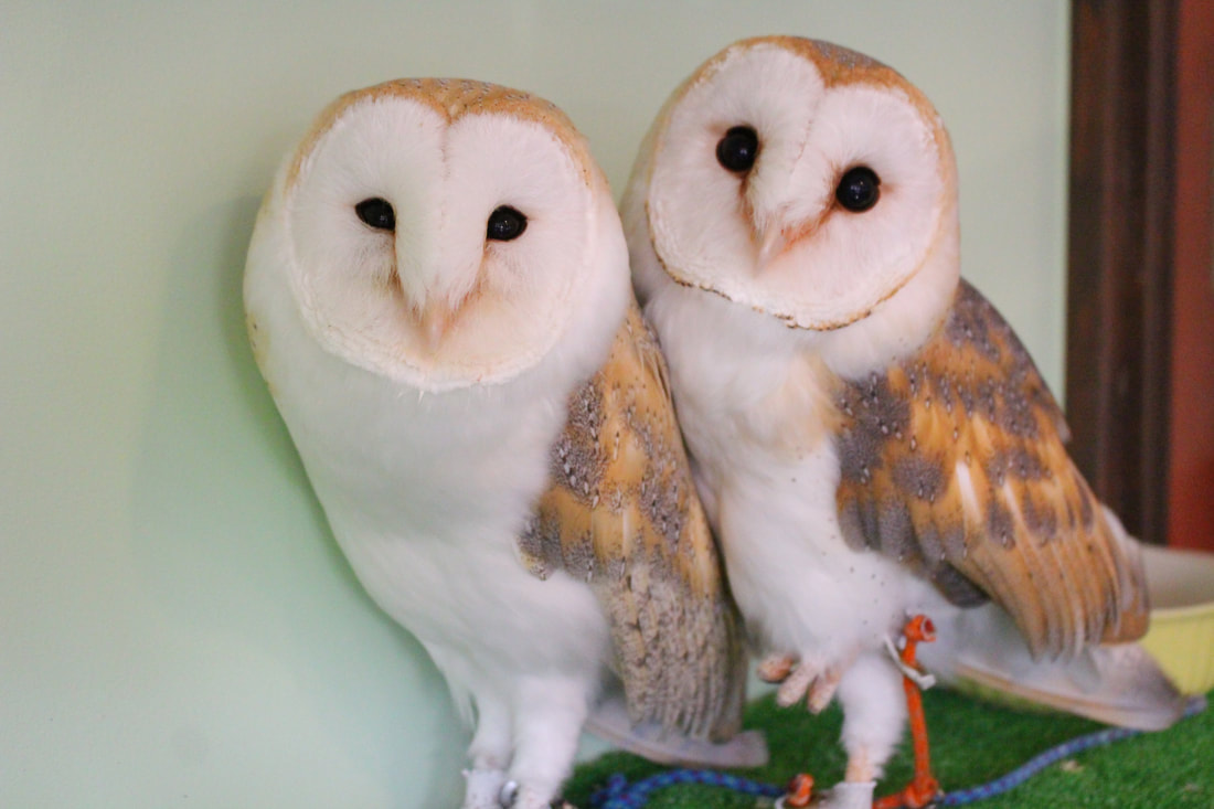 African Great Horned Owl-Nicer American Great Horned Owl-CuteOwl Cafe-Harajuku-Shibuya-Tokyo-Menbur Owl -Couple -Male-Female -African Eagle Owl -Chakomoribis owls 