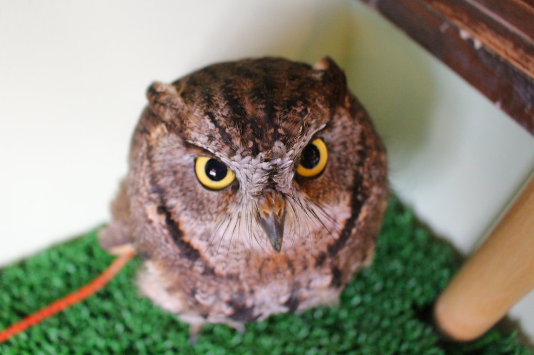 Western screech Owl - cute - Owl - Owl Cafe - Harajuku - Tokyo - Shibuya - Owl Village - Birthday - June ₋