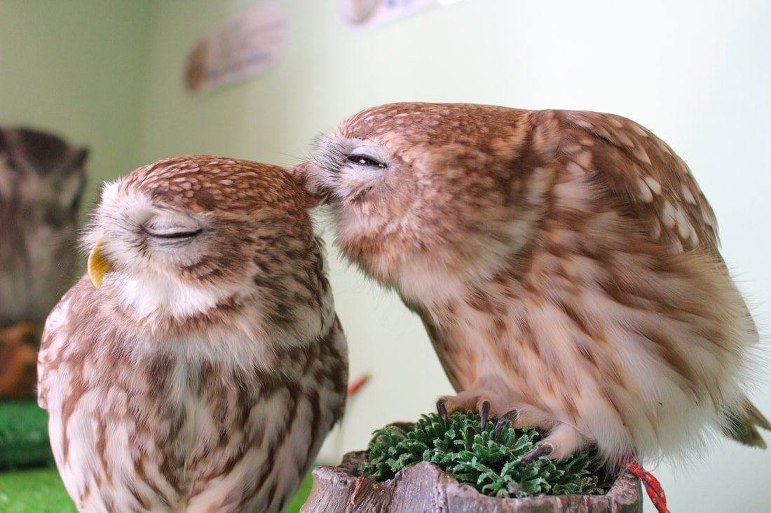 Littleowl　kawaii harajuku owlcafe owlvillage tokyo owl birthday 7yearsold