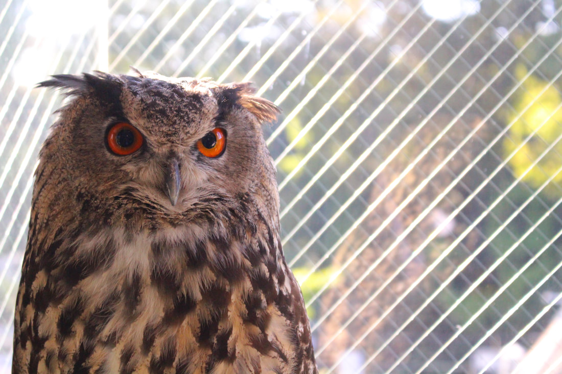  cute - Owl - Owl Cafe - Harajuku - Tokyo - Shibuya - Owl Village - Birthday - June ₋ Eurasian Eagle Owl