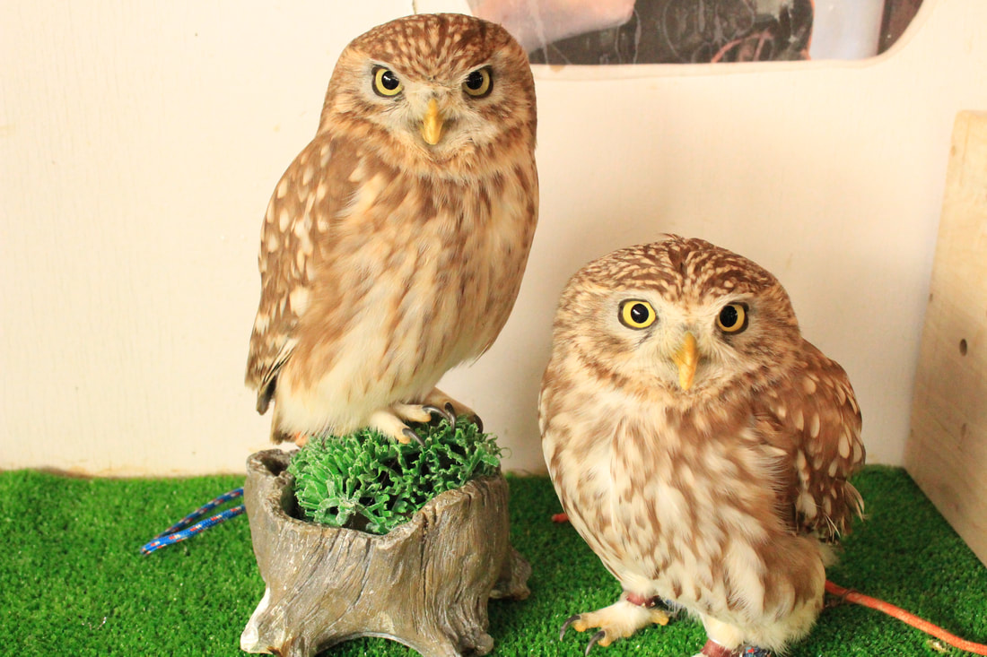 Littleowl　kawaii harajuku owlcafe owlvillage tokyo owl