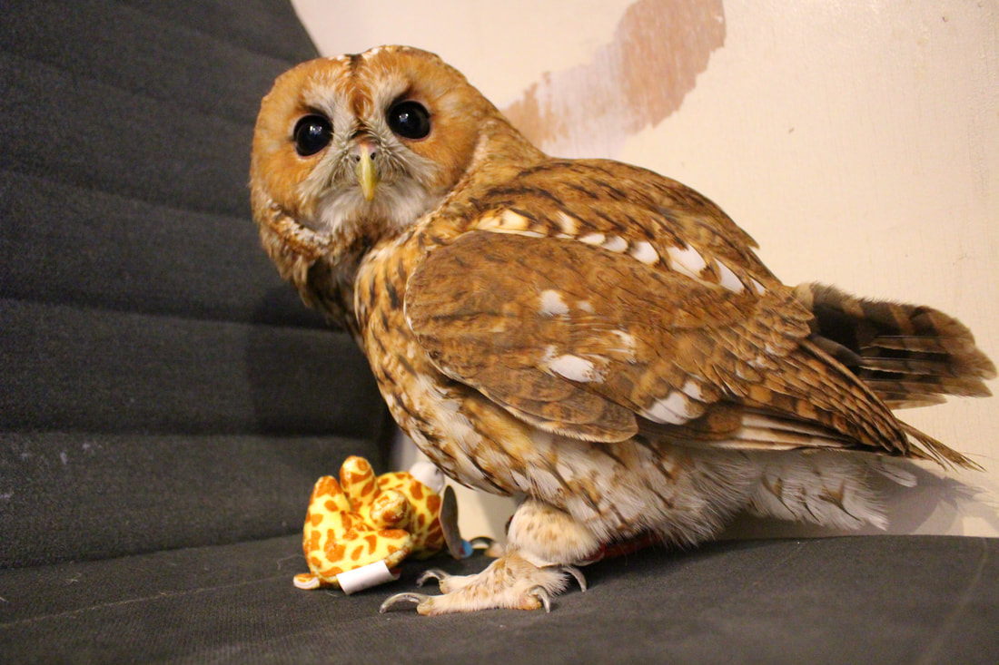 tawnyowl　　kawaii harajuku owlcafe owlvillage tokyo owl　birthday