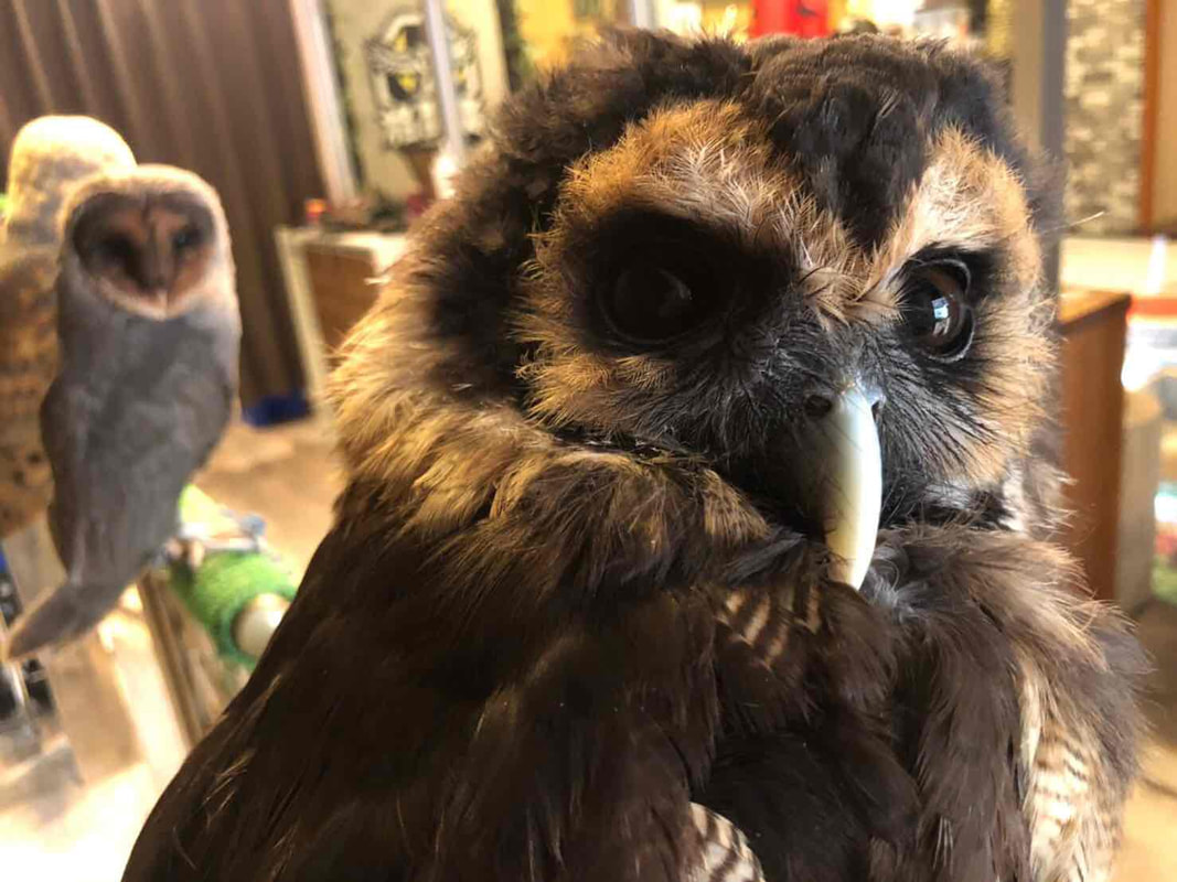 Brown Wood Owl　kichijoji musashino tokyo owlcafe owlvillage kawaii birthday