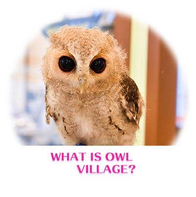 what is owlcafe owlvillage-top