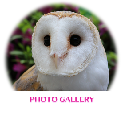owlcafe owlvillage photo gallery top