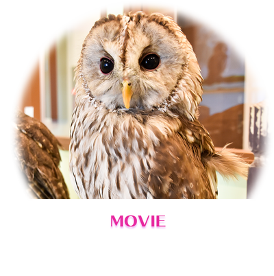 owlcafe owlvillage movie top