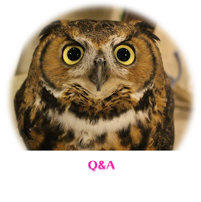 owlcafe owlvillage Q&A top