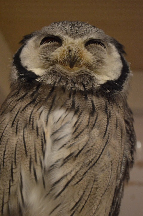 White-faced Scops Owl　owlcafe　Harajuku　owlvillage