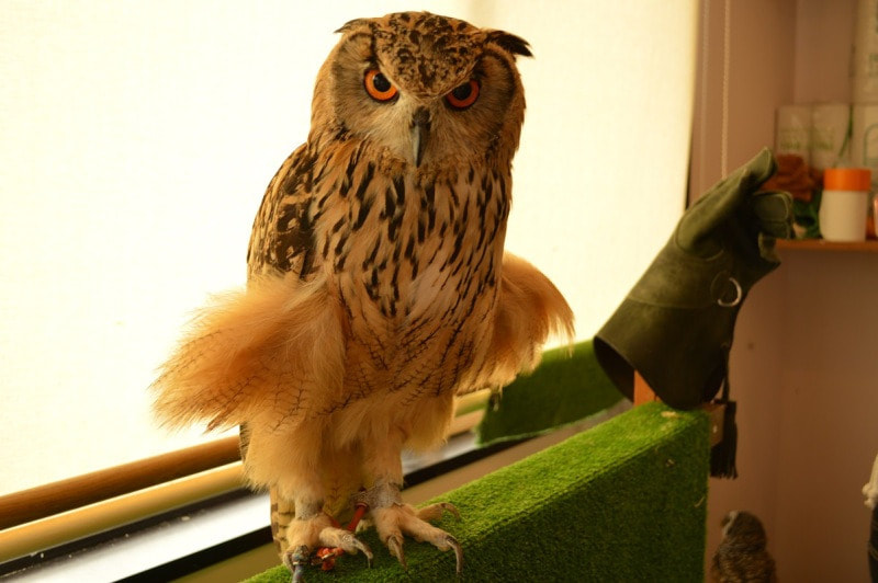 rockeagleowl　owl