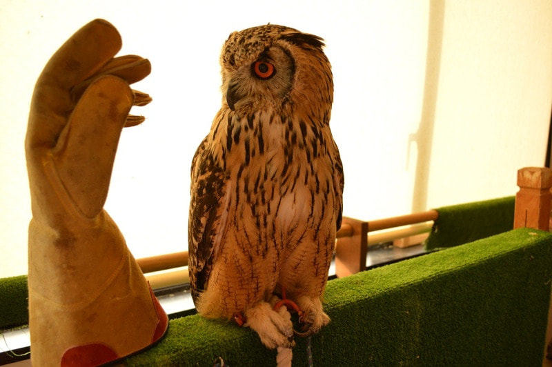 rockeagleowl　owlcafe　owlvillage　wings