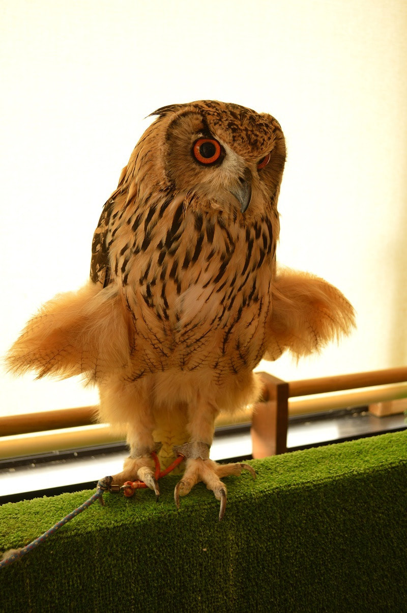 rockeagleowl　owlcafe