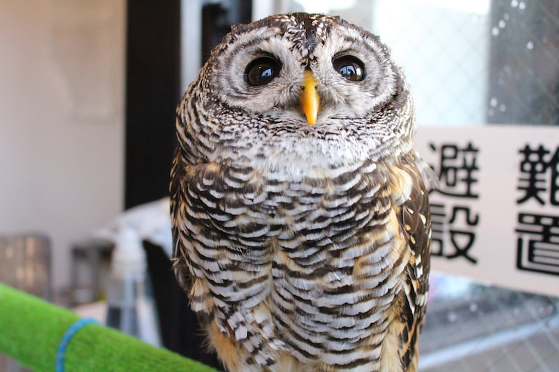 chacoowl owlvillage harajuku owlcafe tokyo owl