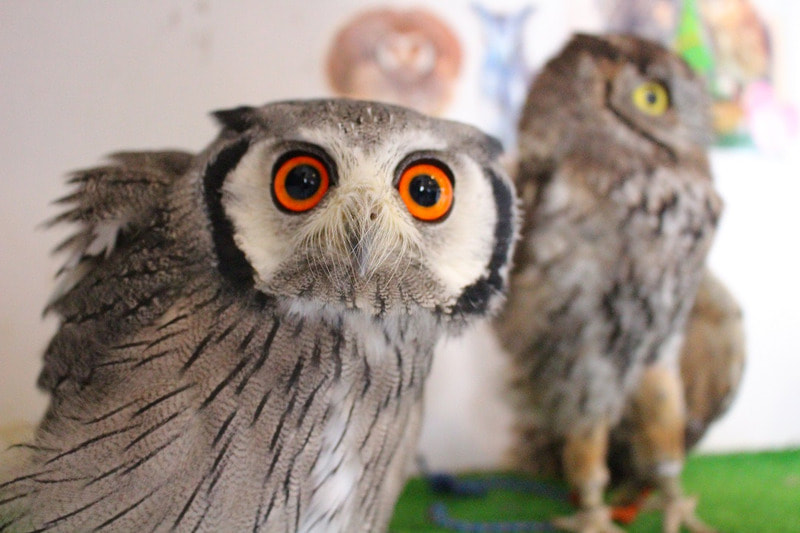 White-faced Scops Owl-Western screech owl-Owlcafe-owlvillage-harajuku