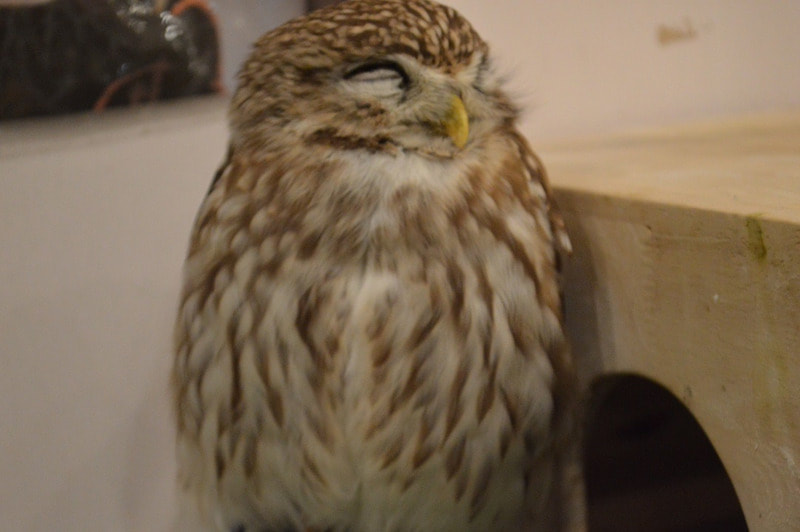Littleowl　owlcafe　owlvillage　harajyuku