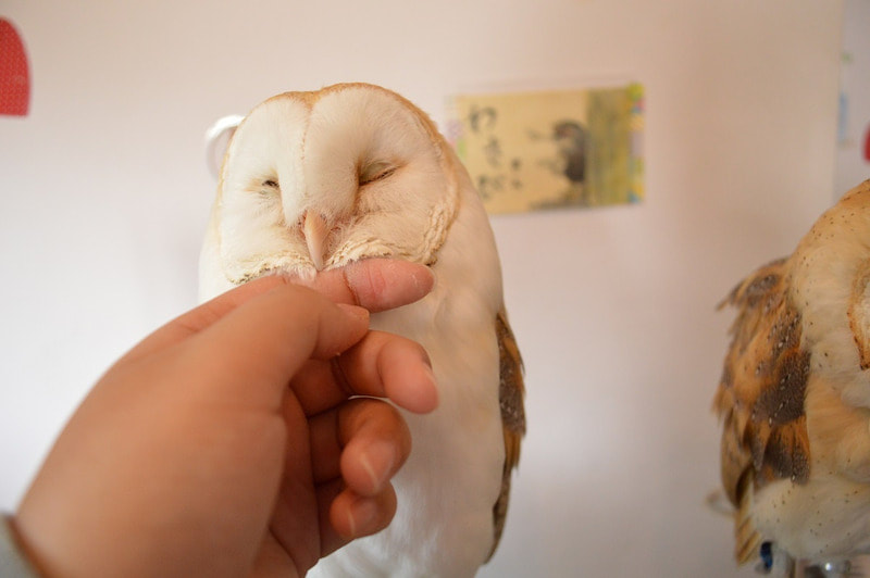 barnowl　owlcafe harajuku owlvillage touch