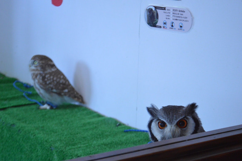 White-faced Scops Owl　owlcafe　owlvillage　harajyuku　