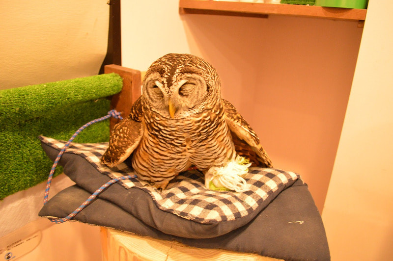 chacoowl owlvillage harajuku owlcafe tokyo owl kawaii　toy