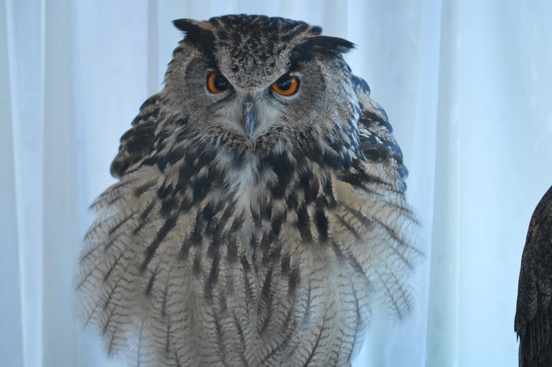Eurasian Eagle Owl - Dancing - Santa Doll - Shivering - Tokyo - Harajuku - Owl Cafe - Owl - Owlery - Owl Village - Touching - Cute