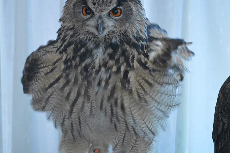 Eurasian Eagle Owl - Dancing - Santa Doll - Shivering - Tokyo - Harajuku - Owl Cafe - Owl - Owlery - Owl Village - Touching - kawaii