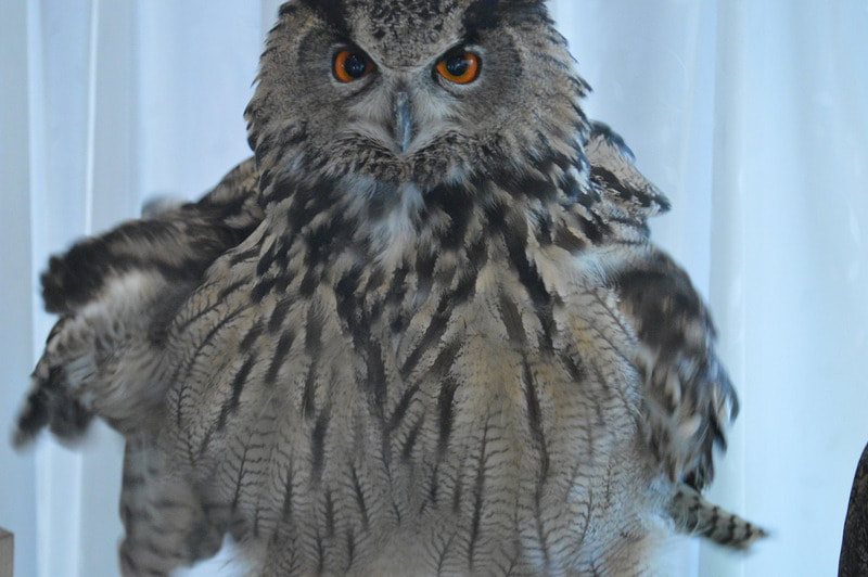 Eurasian Eagle Owl - Dancing - Santa Doll - Shivering - Tokyo - Harajuku - Owl Cafe - Owl - Owlery - Owl Village - Touching - Cute-bob