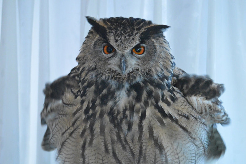 Eurasian Eagle Owl - Dancing - Santa Doll - Shivering - Tokyo - Harajuku - Owl Cafe - Owl - Owlery - Owl Village - Touching - Cute-Shibuya