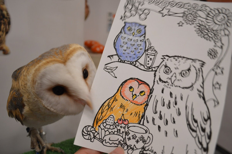 barnowl　owlcafe owlvillage harajuku tokyo shibuya coloring