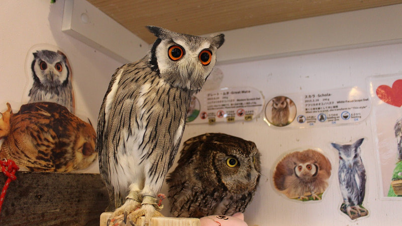 White-faced Scops Owl-Western screech owl-Owlcafe-owlvillage-harajuku-20211111-ふくろうカフェ-原宿