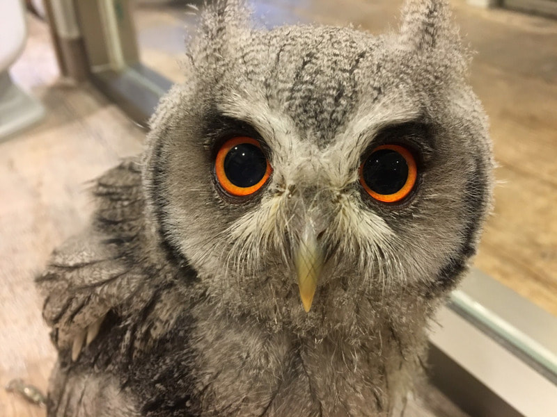 owl　harajuku owlvillage　White-faced Scops Owl