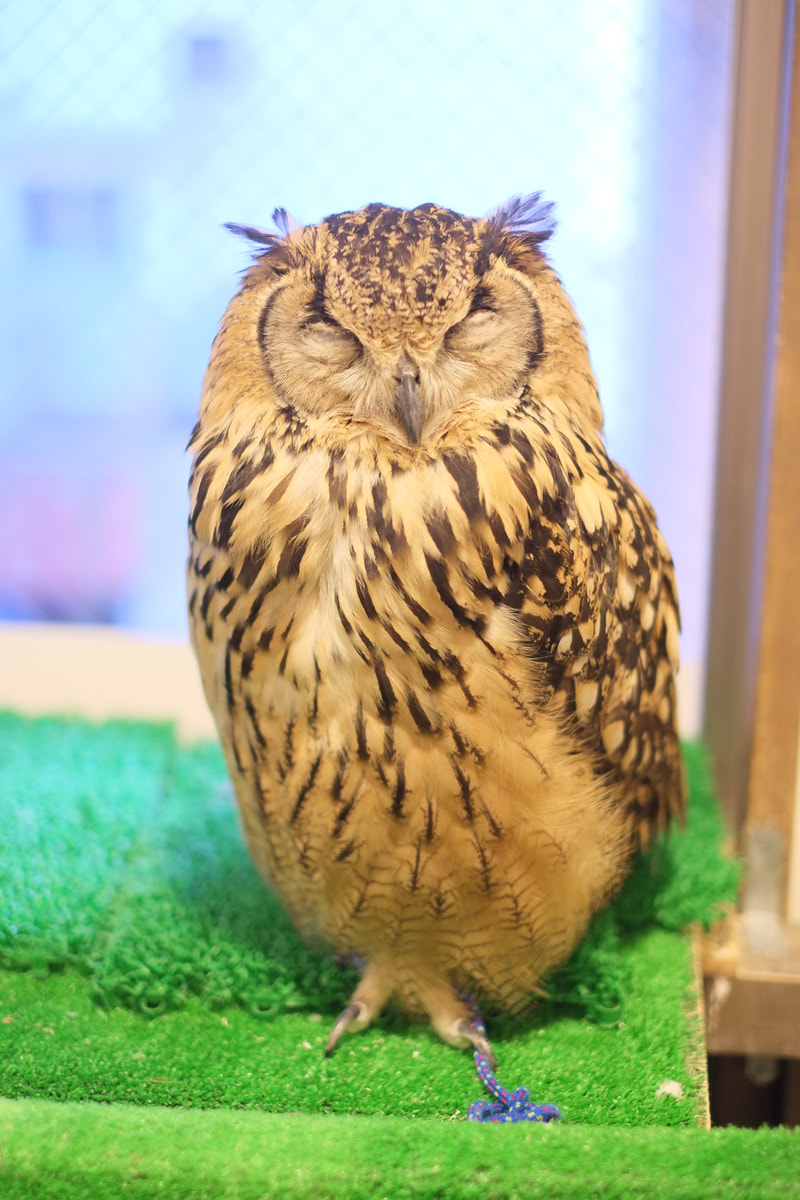 owlcafe　owlvillage　harajyuku　Rock Eagle Owl 