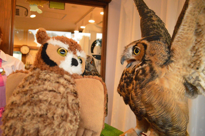 Great horned owl　harajuku