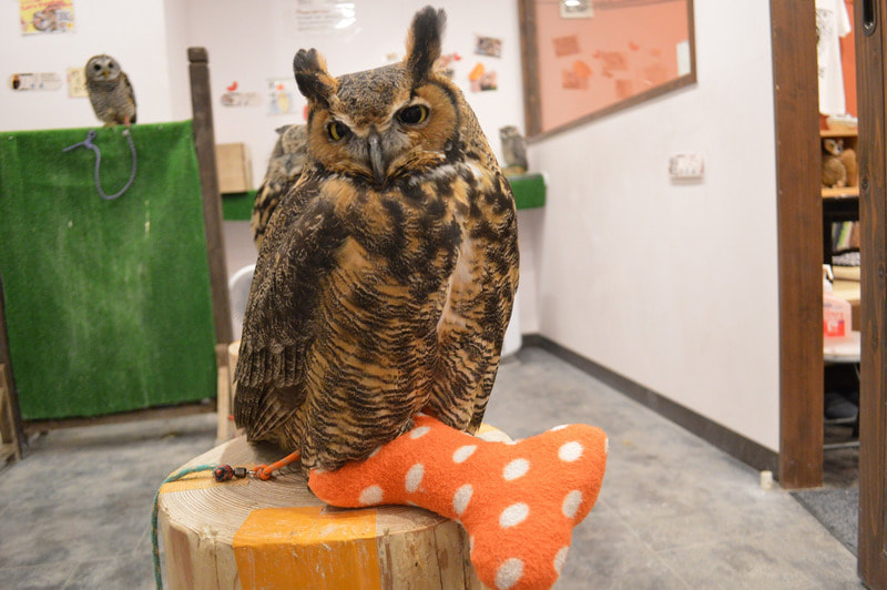 Great horned owl　harajuku shibuya kichijoji tokyo kawaii