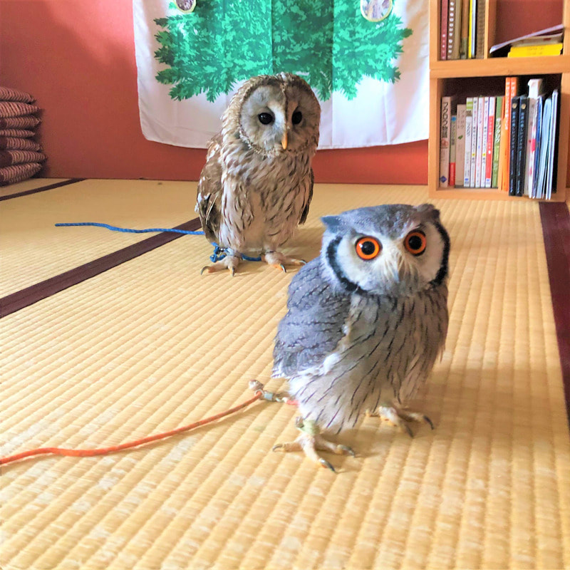 Owl　Maternal Instinct　owlvillage　harajuku　owlcafe　20211021　
