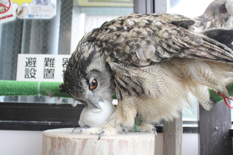 Eurasian Eagle Owl-20211023-owlvillage-harajyuku-owlcafe-play-toy