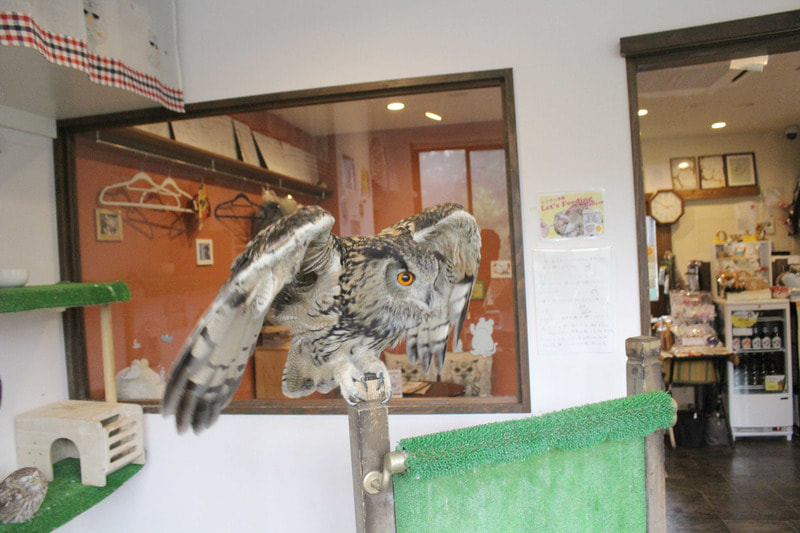 Eurasian Eagle Owl-20211023-owlvillage-harajyuku-owlcafe-2