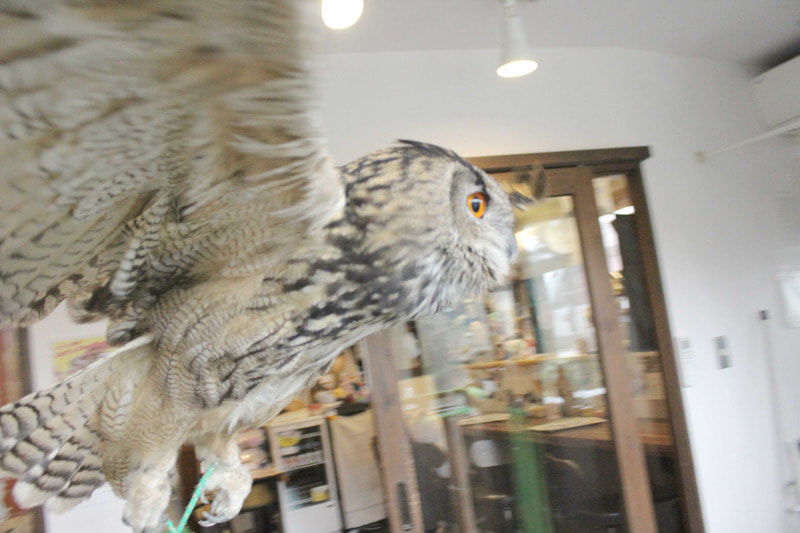 Eurasian Eagle Owl-20211023-owlvillage-harajyuku-owlcafe-4