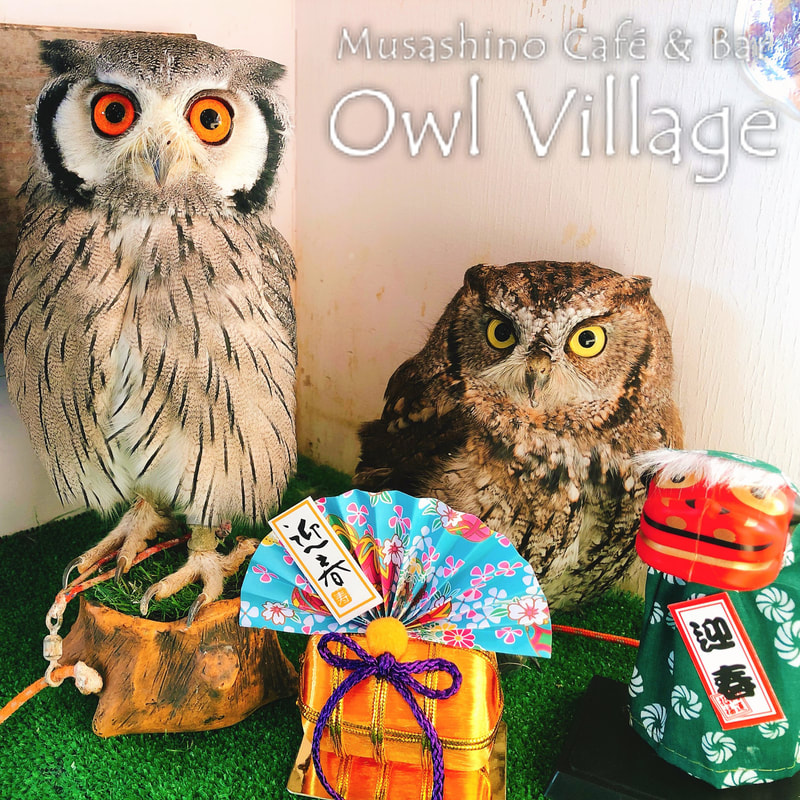 owl cafe harajuku down load free photo 001 White-Faced Scops Owl & Westem screech Owl