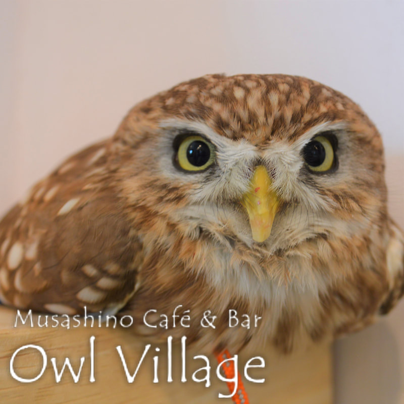 owl cafe harajuku down load free photo 003 Little Owl